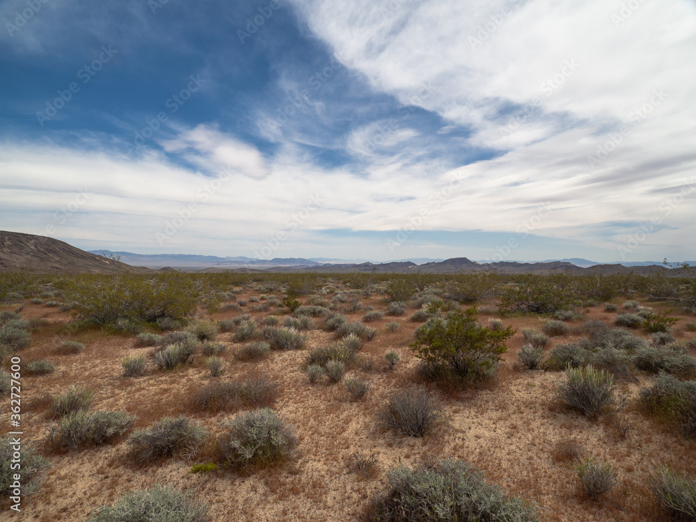 Spring landscape of Mojave Desert Spring landscape of Mojave Desert