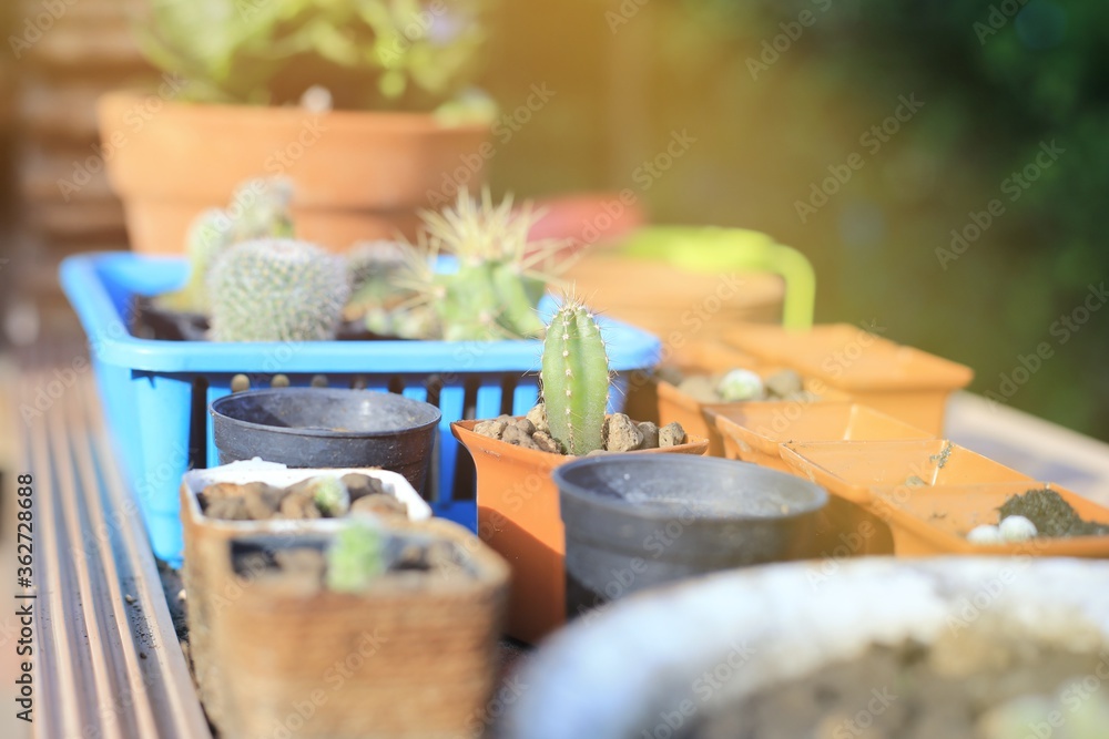 Close up of cactus pot