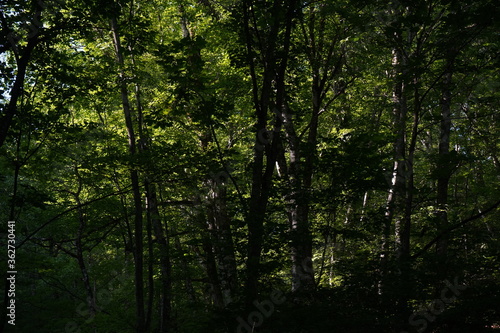 ブナの森　白神山地　夏休み　トレッキング　世界遺産　森　風景　  © Yuko
