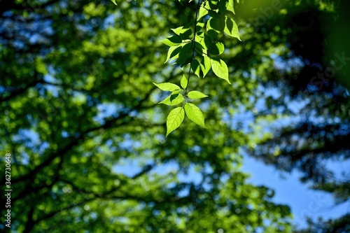 木漏れ日浴びて輝く新緑の若葉＠大台ヶ原山、奈良