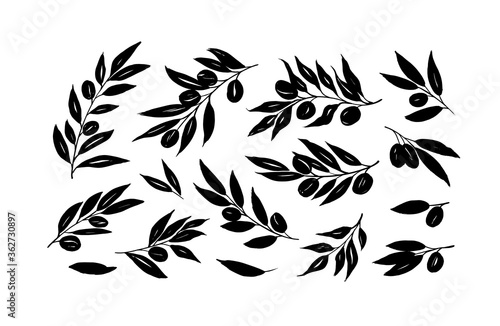 Olive branches with long leaves vector collection. Set of black silhouettes leaves and tree branches. Hand drawn foliage, herbs, tree twig. Vector ink elements isolated on white background. 