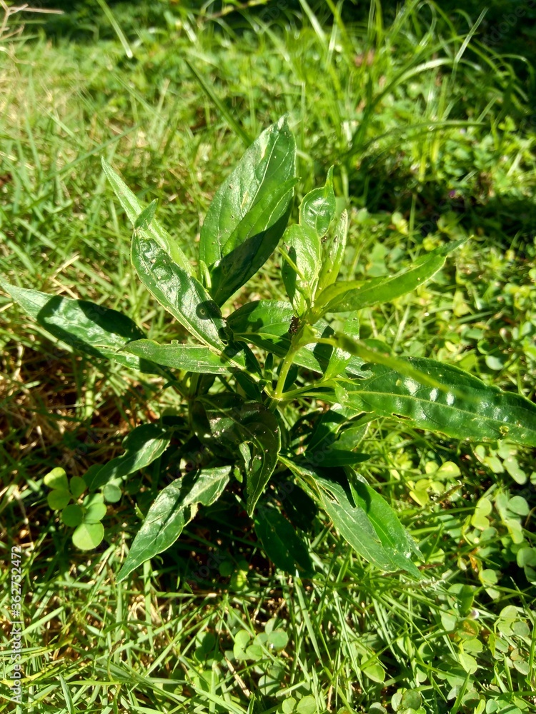 Close up green Andrographis paniculata (creat, sambiloto, green chireta) in the nature. It is an annual herbaceous plant in the family Acanthaceae. Herbs medicine with bitter taste. Close up green Andrographis paniculata (creat, sambiloto, green chireta) in the nature. It is an annual herbaceous plant in the family Acanthaceae. Herbs medicine with bitter taste.