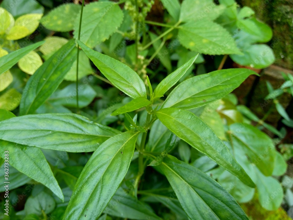 Close up green Andrographis paniculata (creat, sambiloto, green chireta) in the nature. It is an annual herbaceous plant in the family Acanthaceae. Herbs medicine with bitter taste. Close up green Andrographis paniculata (creat, sambiloto, green chireta) in the nature. It is an annual herbaceous plant in the family Acanthaceae. Herbs medicine with bitter taste.
