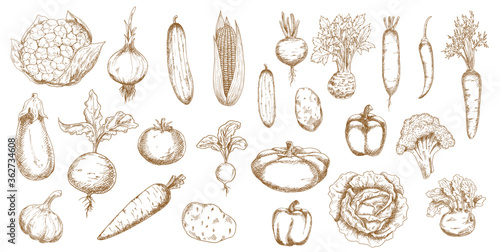 Vegetable vector sketches of farm veggies. Isolated food objects of carrots, tomato, peppers and onion, cabbage, radishes and garlic, corn, cauliflower, eggplant, potatoes and celery, kohlrabi, beets