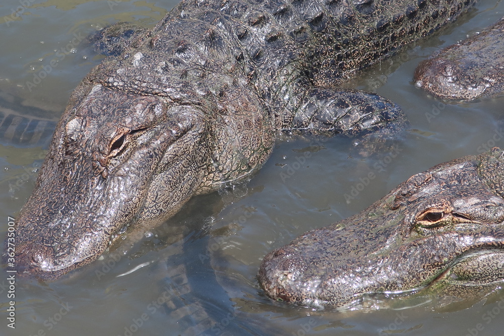 Giant alligator waiting in the water Giant alligator waiting in the water