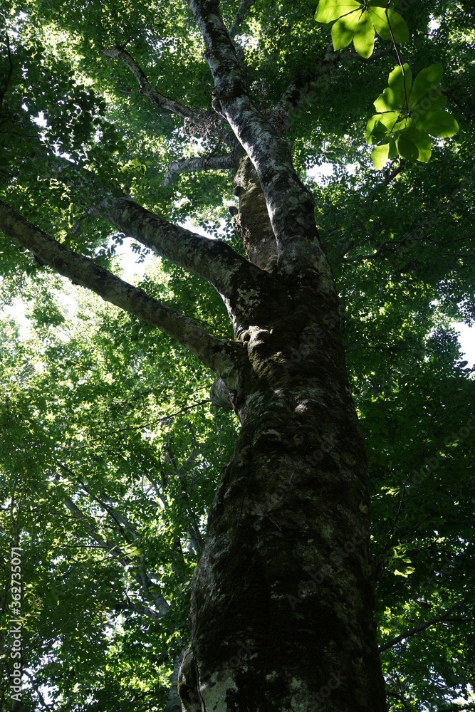 Fototapeta premium ブナの森 白神山地 見上げる 葉 森 木々