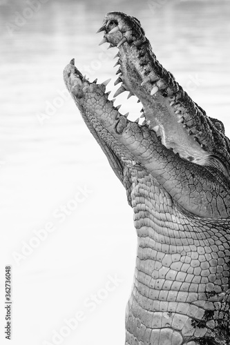 Jumping crocodile on the Adelaide River. Wak Wak  Northern Territory  Australia.
