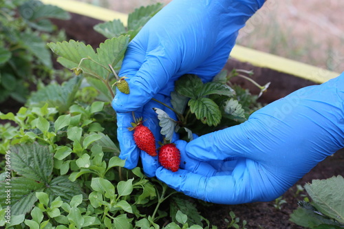 hand picking ripe strawberry