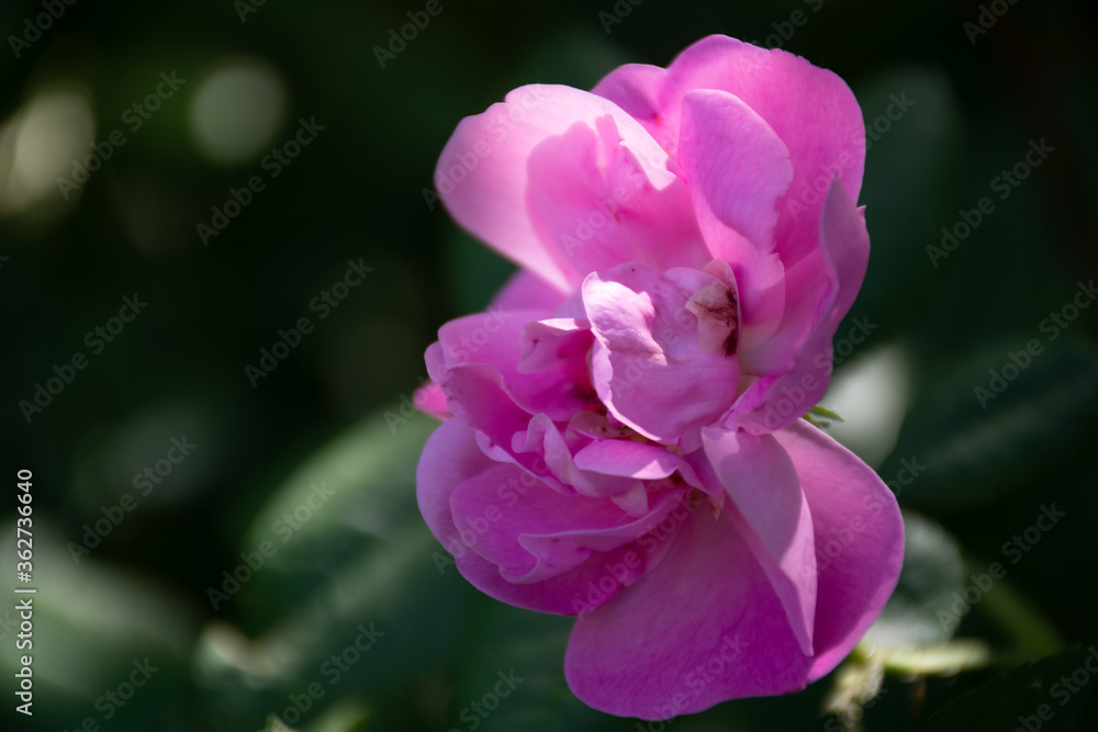 Blooming pink flower with a blurry background