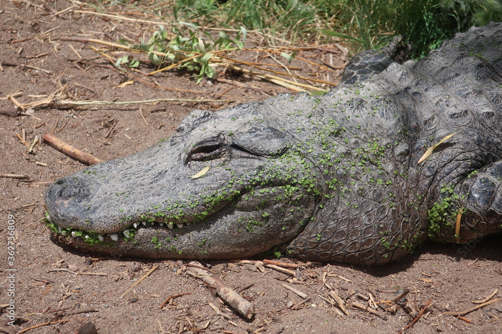 Obraz premium Resting alligator profile