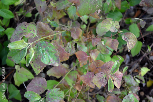 Bundle of Green and Purple Leaves