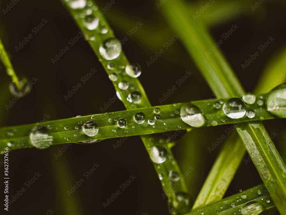 water drops on grass water drops on grass