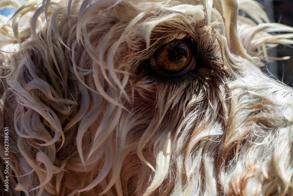 white dog eye in the sun Stock Photo Adobe Stock