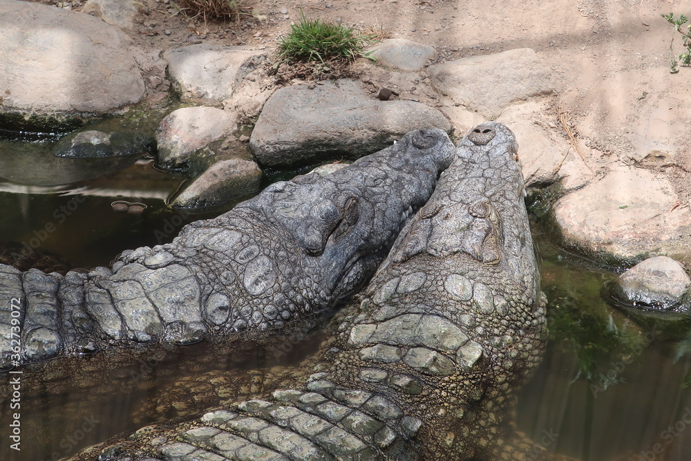 Fototapeta premium Two alligators resting their heads