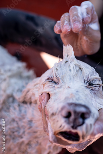 mohican hairstyle in soaped dog