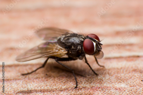 fly pop © Damrong