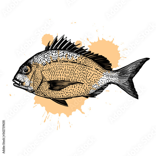 fish on a white background