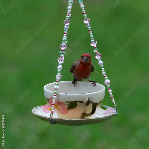 Red House Finch Songbird Perched on a Teacup Bird Feeder Looking at the Camera 