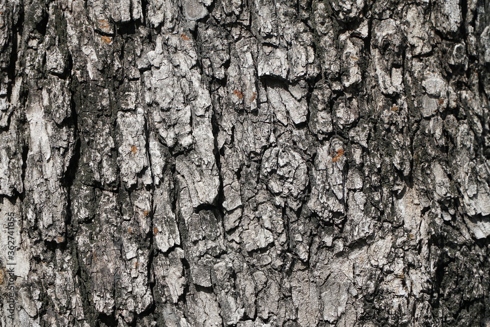 Fototapeta premium Rough surface of the bark