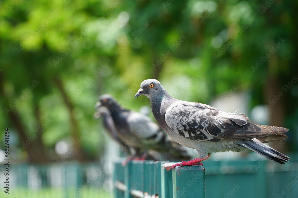 Pigeons perched on a green fence Pigeons perched on a green fence