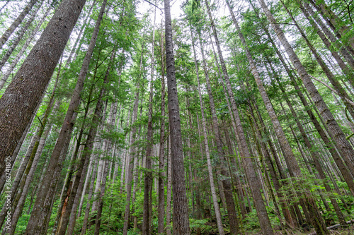 Washington State Forest Pine Trees Pacific Northwest