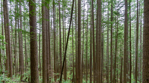 Washington State Forest Pine Trees Pacific Northwest