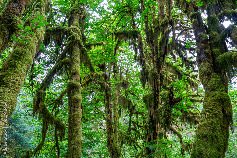 Fototapeta premium Hoh Rainforest (Hall of Mosses) - Olympic National Park