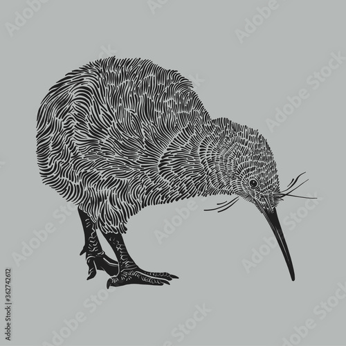 the kiwi bird 
