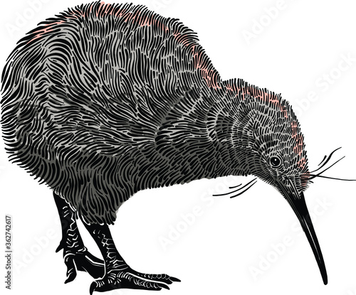the kiwi bird 