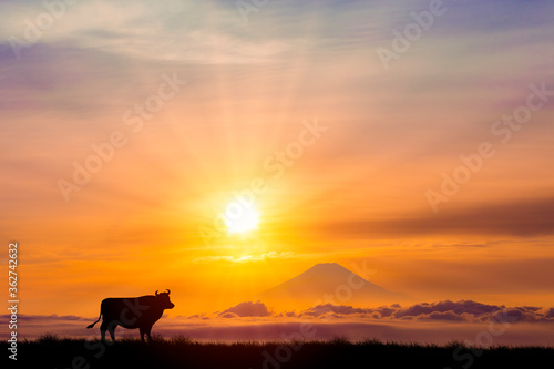 牛と朝日 © miiko