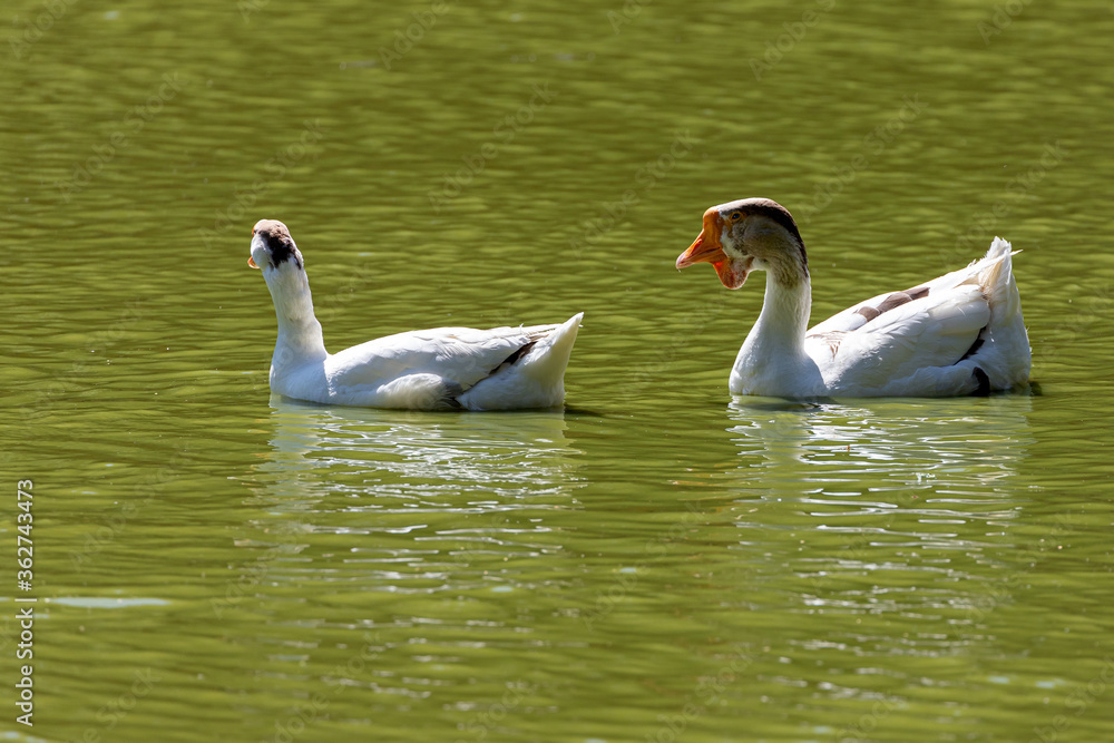 White  geese swim in a small lake on a sunny day