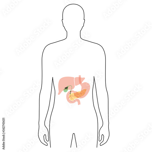 Pancreas an human body