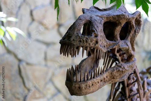 Close-up of an ancient skull of a predatory dinosaur. Excavations.dinosaurs © Виталий Сова