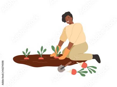 African american smiling woman gathering harvest on vegetable patch vector flat illustration. Female farmer cultivate plants on seedbed isolated on white. Agricultural girl during work