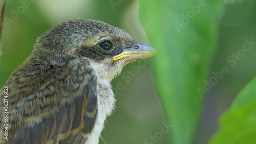 Nestling Sitting on a Tree Branch in Green Forest. Muzzle of Bird or Chick photo