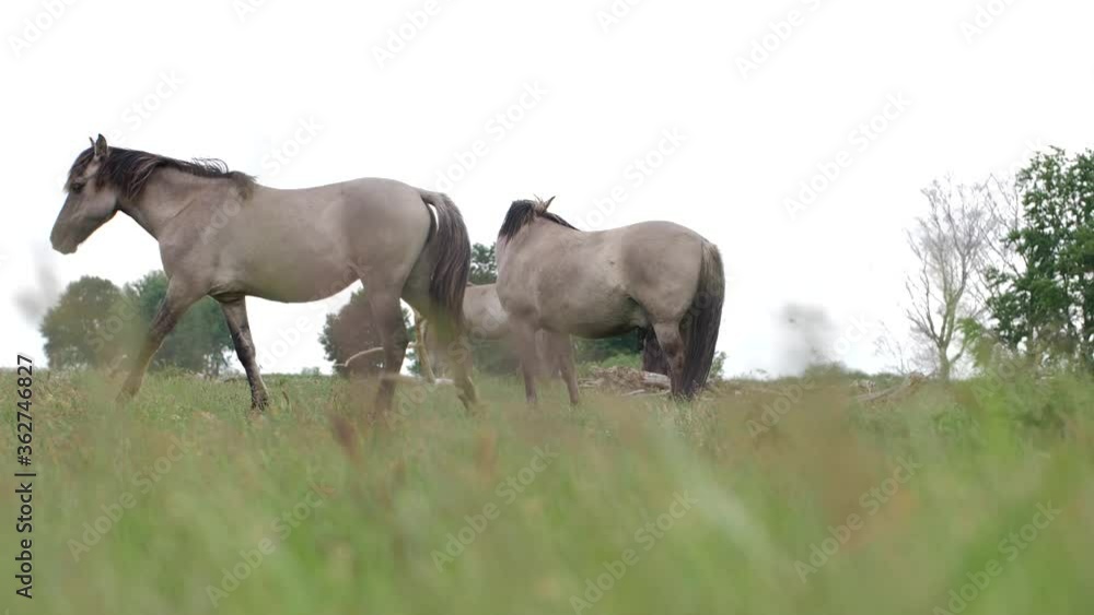 Polish Ponies in a group walking on an equine farm. Slow motion recording. Polish Ponies in a group walking on an equine farm. Slow motion recording.