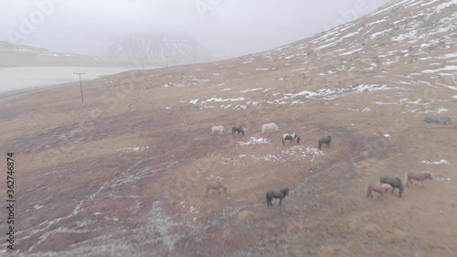 Icelandic Horses wander about near Kirkjufel Mountain aerial footage photo