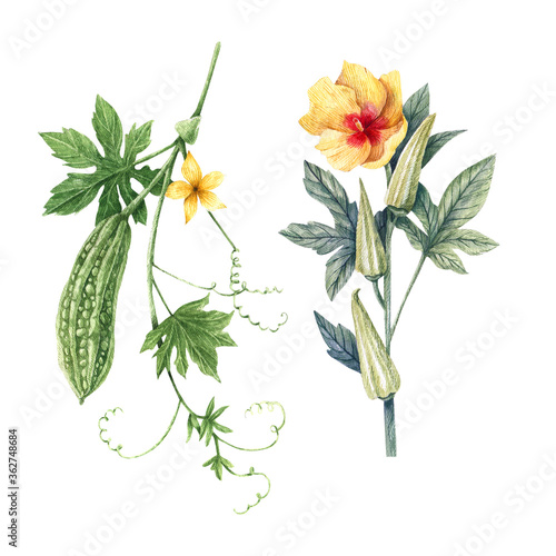 Watercolor illustration of edible healthy plants momordica charantia and hibiscus esculentus. Chinese bitter melon, okra botanical illustration. Hand drawn floral elements for your design. photo