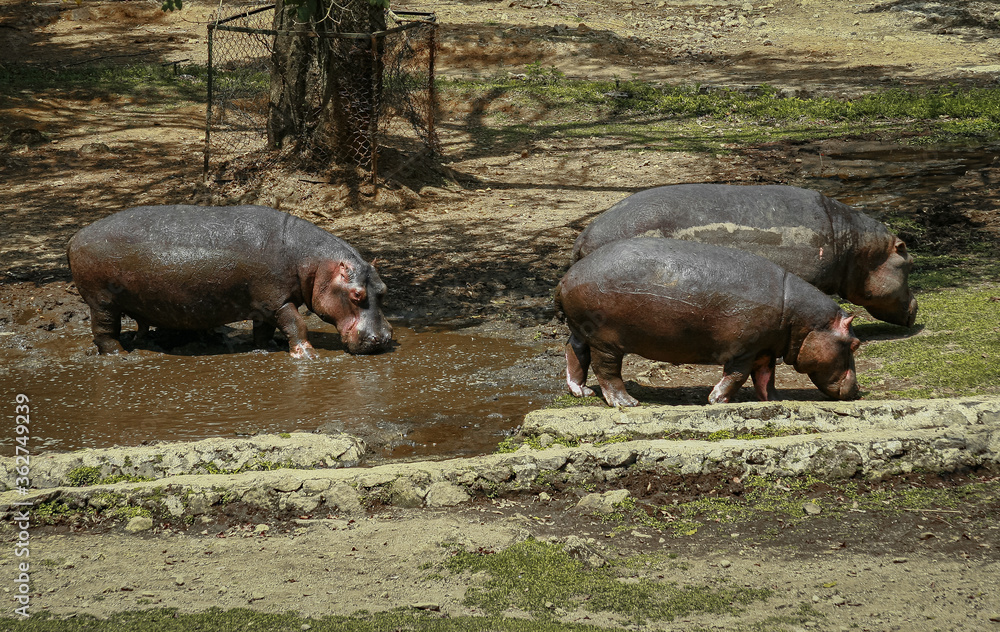 A common herd of Hippopotamus walking on the clay ground A common herd of Hippopotamus walking on the clay ground