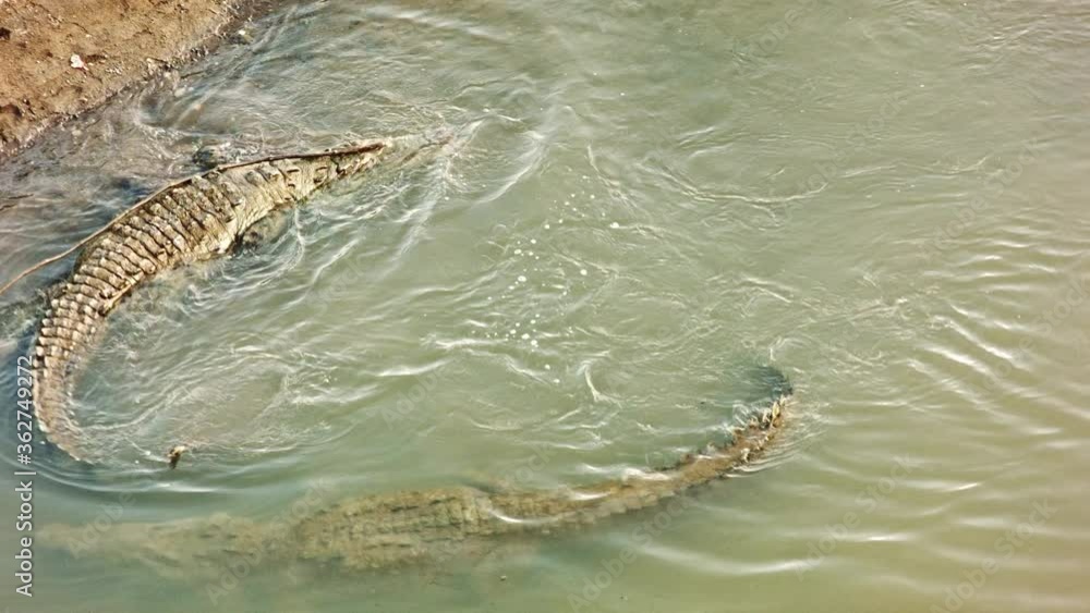A pack of large wild alligators swim in a riverbank of Costa Rica. Handheld shot. A pack of large wild alligators swim in a riverbank of Costa Rica. Handheld shot.
