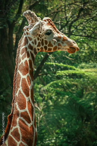 Giraffe head side view with natural background