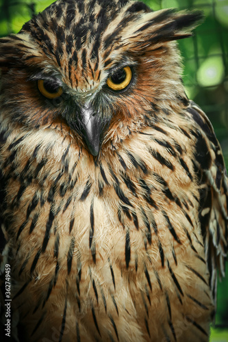 Owl staring with yellow sharply eyes close up photo