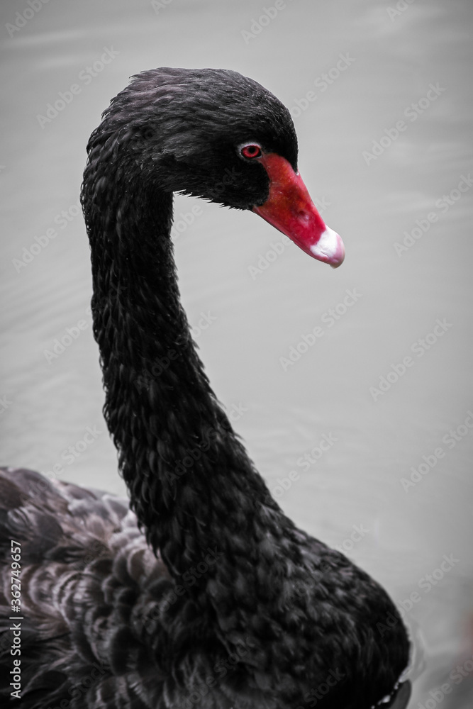 Fototapeta premium Black swan floating on the pond. West Australia black swan photo