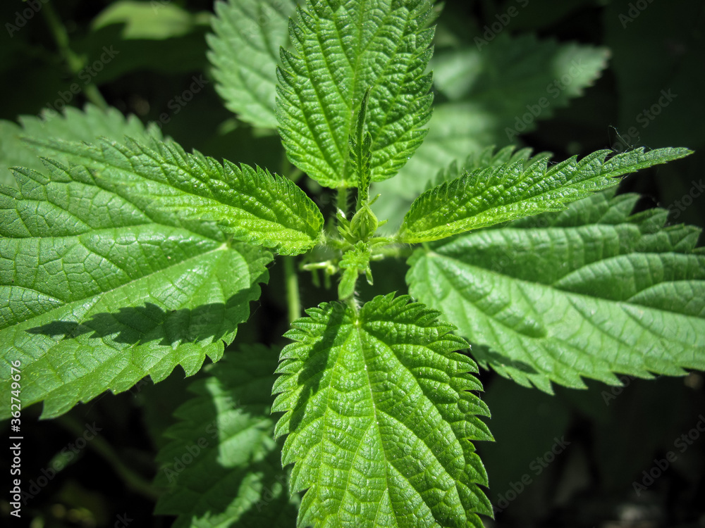 Top view of Common fresh nettle or stinger plant in spring. Top view of Common fresh nettle or stinger plant in spring.