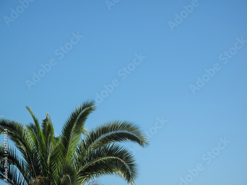 Green crown of palm tree isolated on blue sky background at sunny summer day.