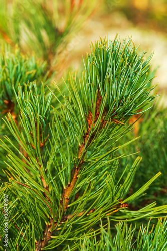 Needles of branch Siberian Stone Pine Pinus Pumila. Vertical close-up view of natural floral background on sunny day. Natural coniferous medicinal plant used in traditional and folk medicine.
