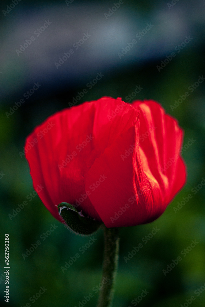Red poppy on a blurred background of green grass, blooming poppy closeup Red poppy on a blurred background of green grass, blooming poppy closeup