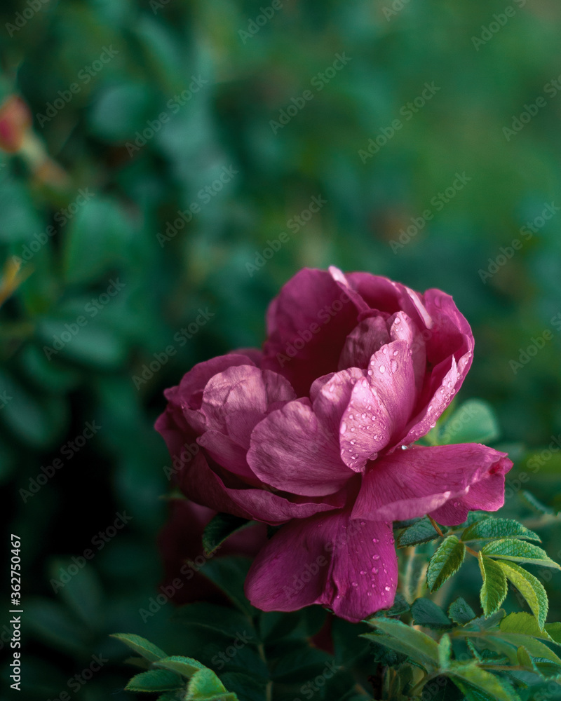 Fototapeta premium Wild rose flower with water drops on petals