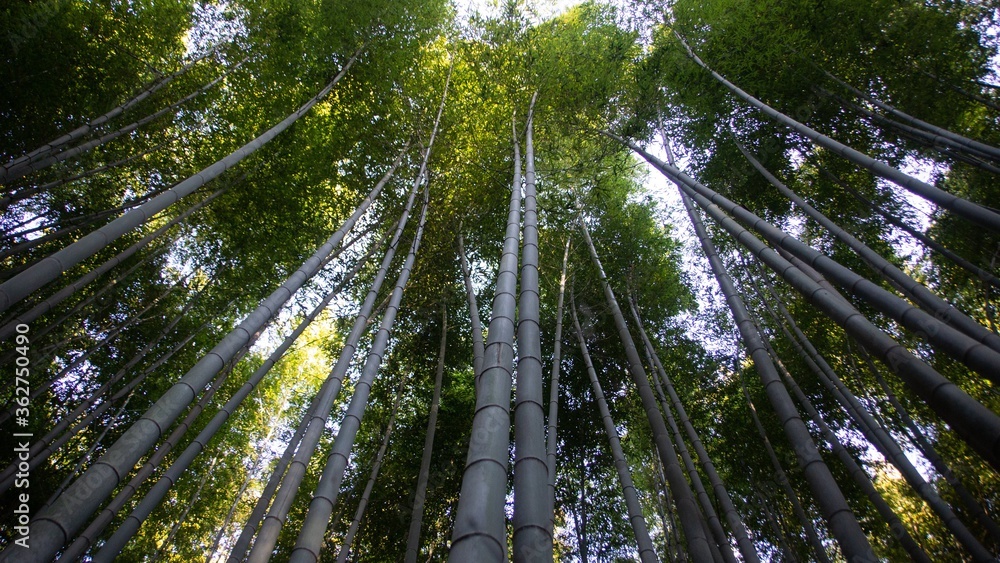 Fototapeta premium Arashiyama Bamboo Forest Path in Kyoto