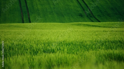 Wallpaper Mural wheat Torontodigital.ca